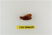 藏品(弧邊管招潮蟹)的圖片